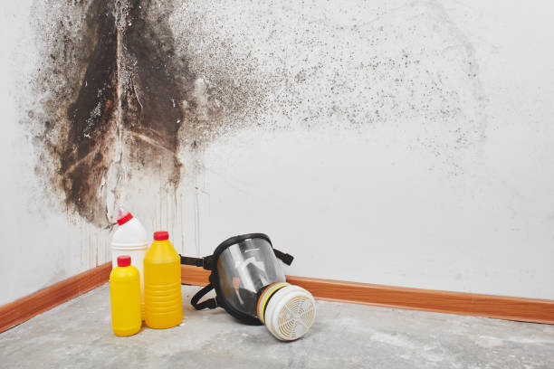 Best Industrial Mold Remediation in Havre De Grace, MD