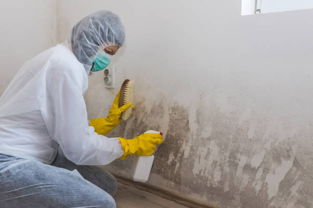 Best Post-Flood Mold Remediation in Havre De Grace, MD