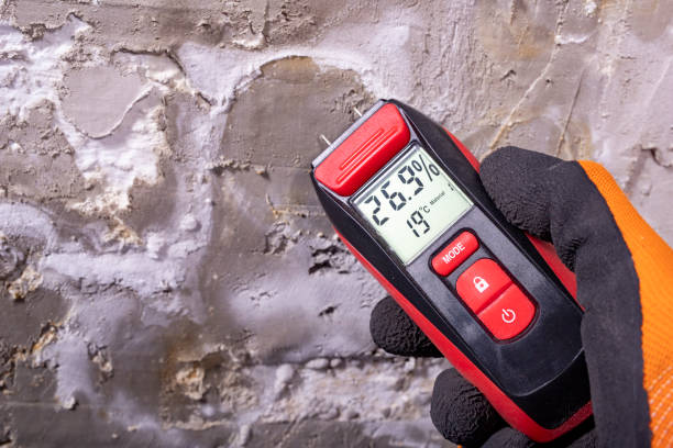Best White Mold Remediation in Havre De Grace, MD