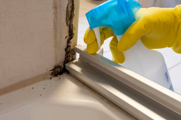 Best Attic Mold Remediation in Havre De Grace, MD