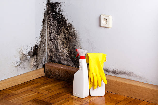 Best Bathroom Mold Remediation in Havre De Grace, MD